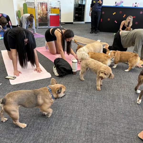 Yoga with puppies at K9 Rox Club